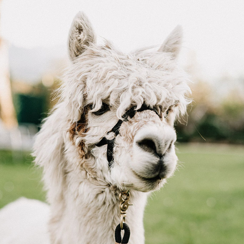 Landhaus-Benediktenhof-Arzbach-Service-Alpakawanderungen Landhaus-Benediktenhof-Arzbach-Service-Alpakawanderungen