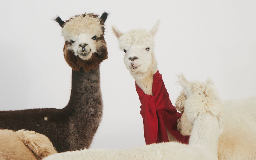 Isar-Alpakas-TV-und-Werbung Isar-Alpakas-TV-und-Werbung